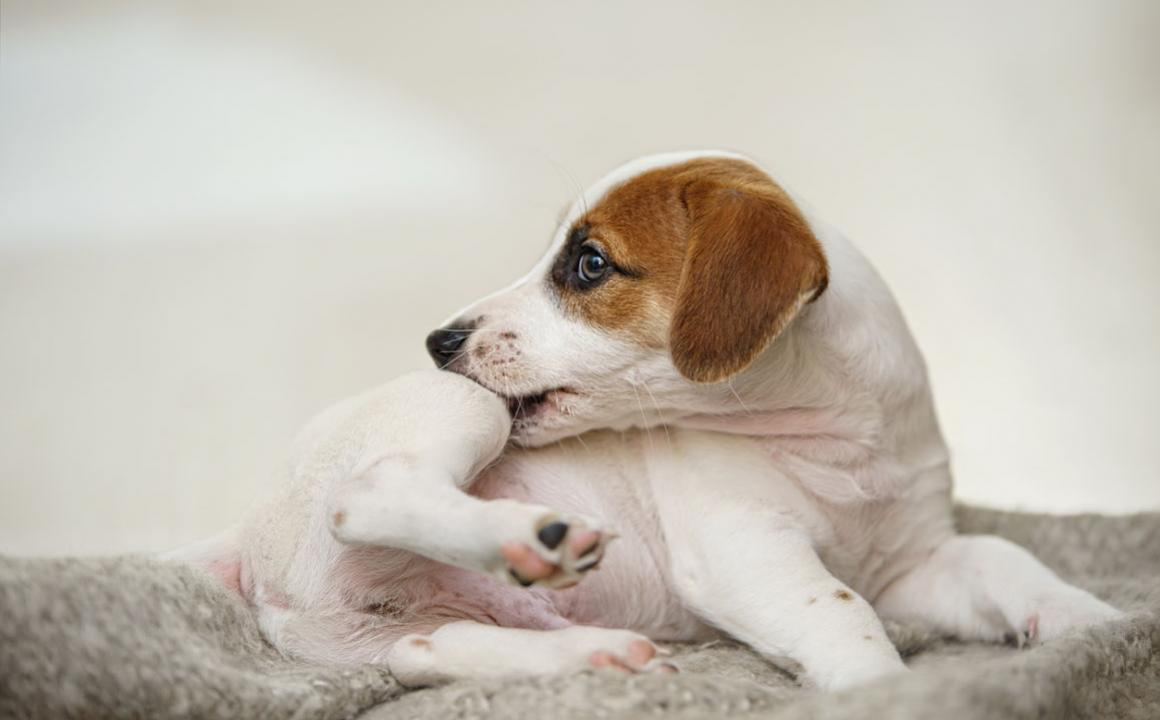 Dermatite umida nel cane