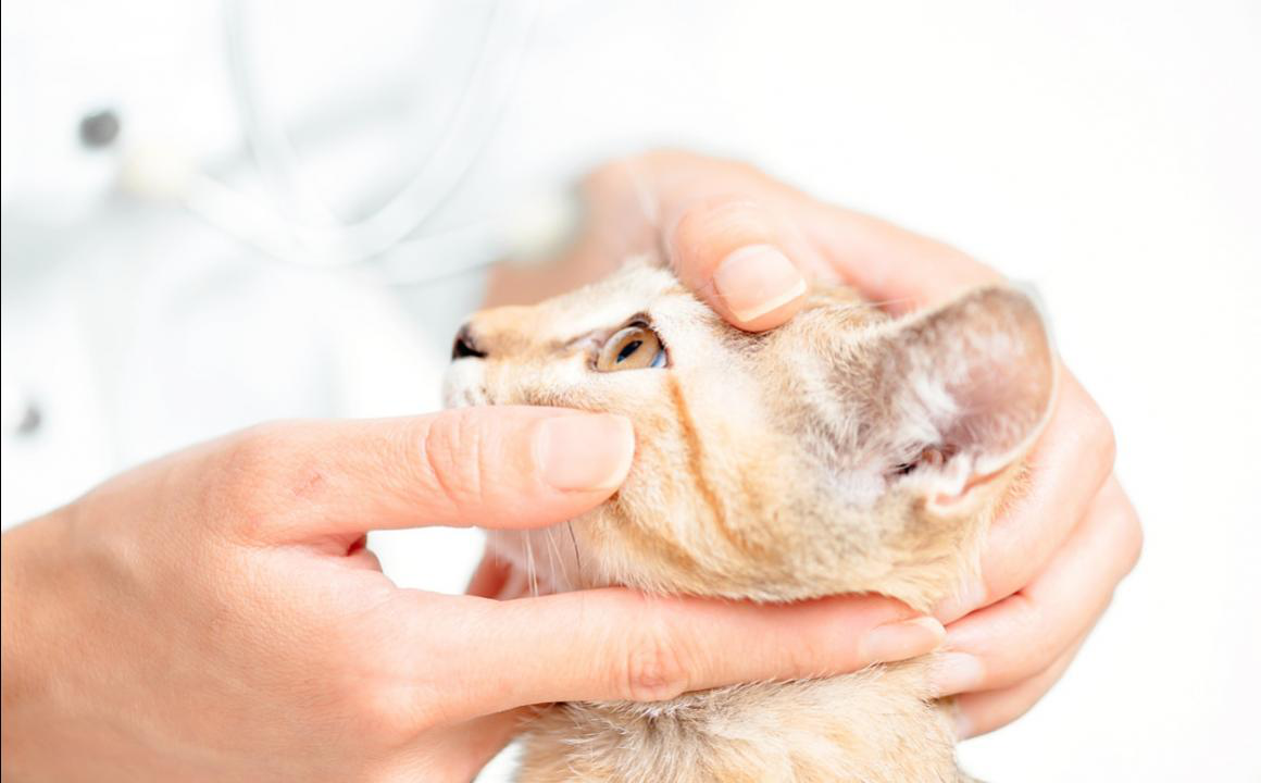 Epilepsia en gatos: &iquest;c&oacute;mo reaccionar?