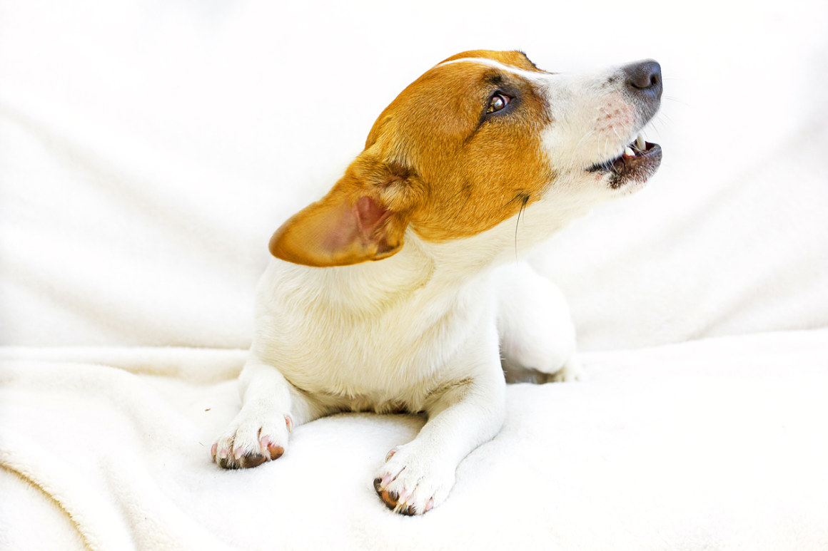il-mio-cane-abbaia-sempre-2.jpg