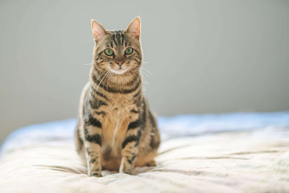 asma-en-gatos-2.jpg