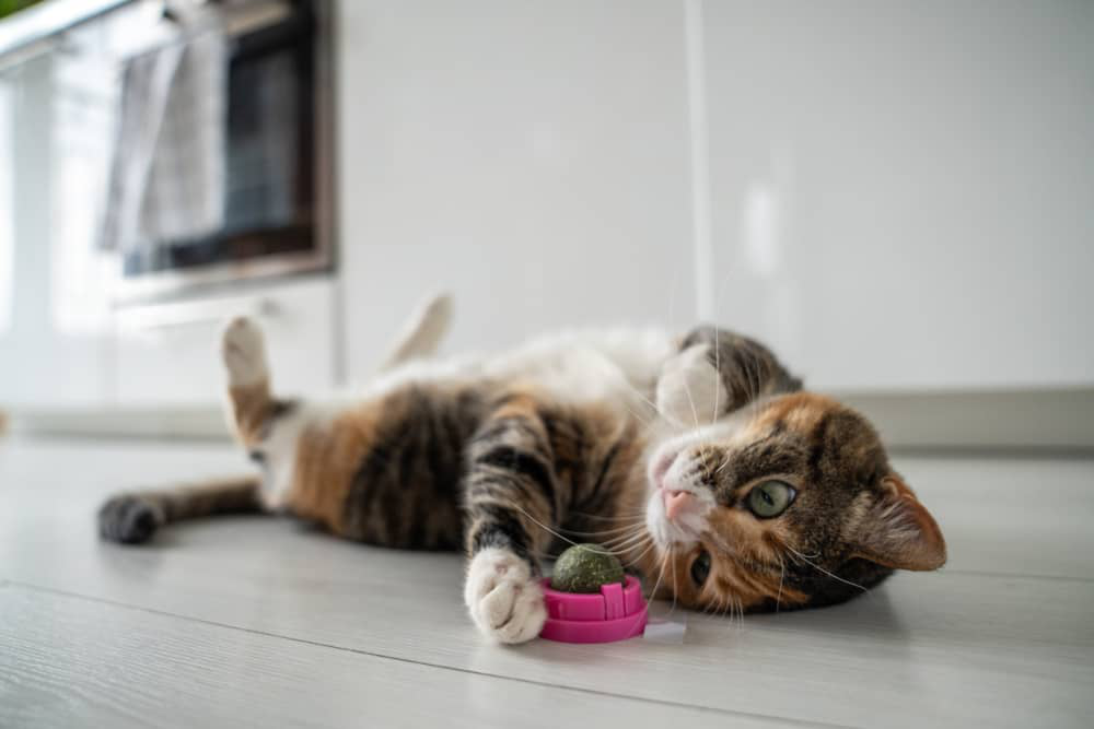 tabla-peso-gato-002.jpg