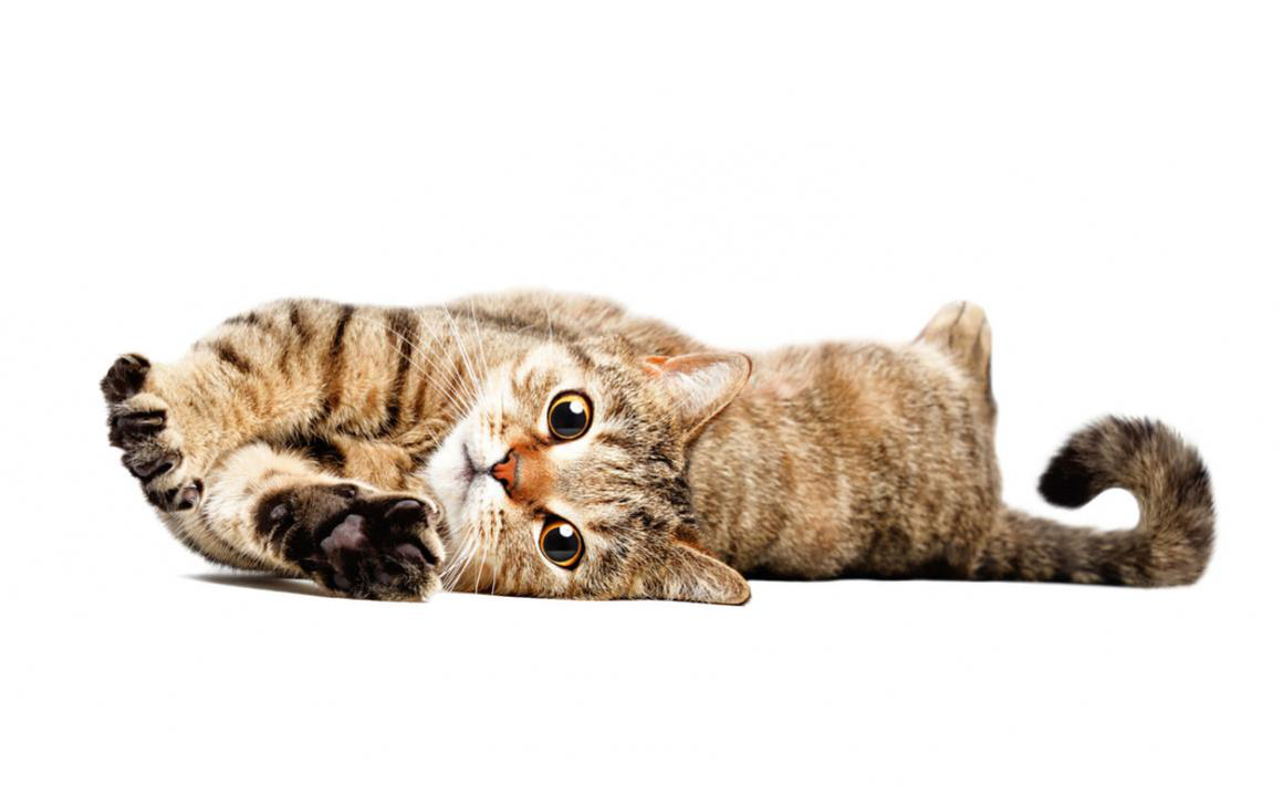 Se puede esterilizar o castrar a una gata en celo?