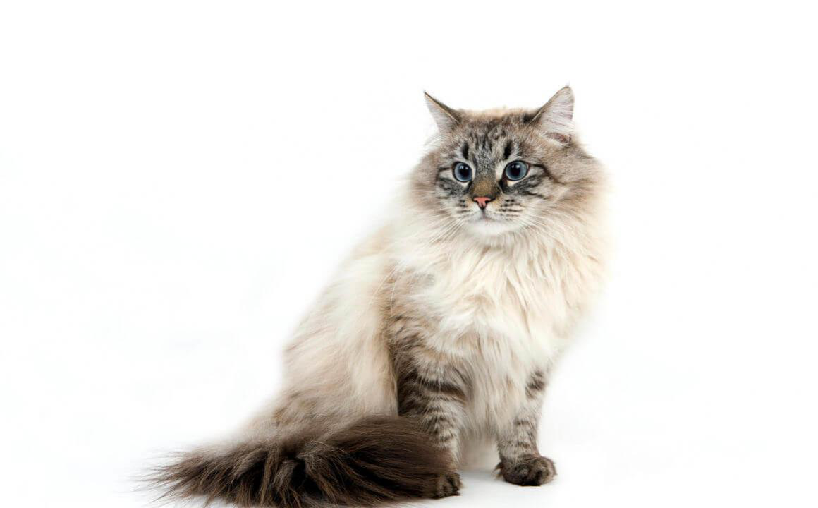 I gatti possono prendere i pidocchi?