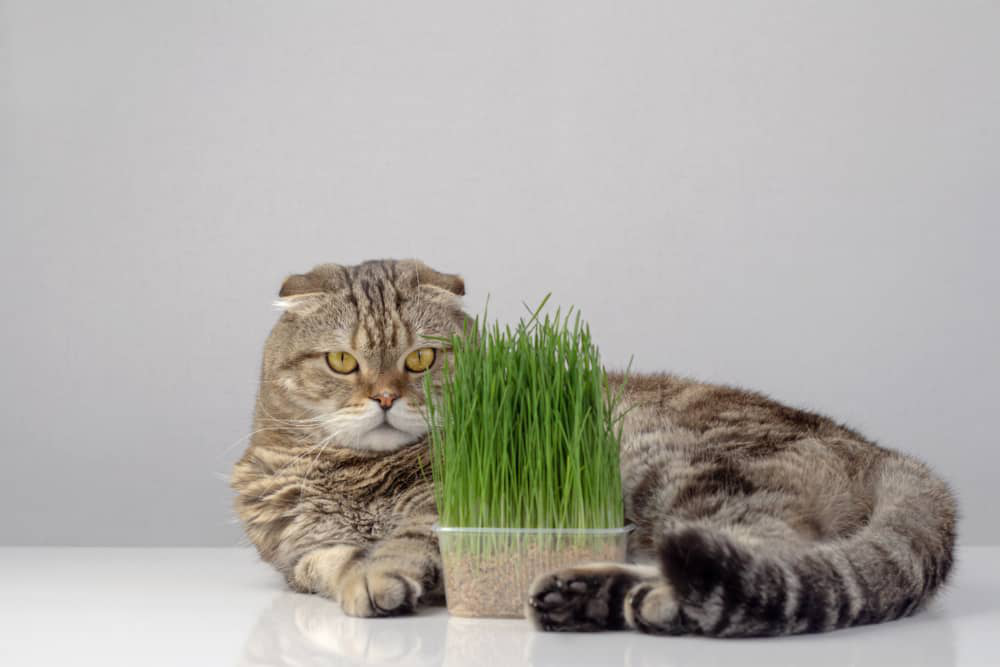plantas-toxicas-para-gatos_003.jpg