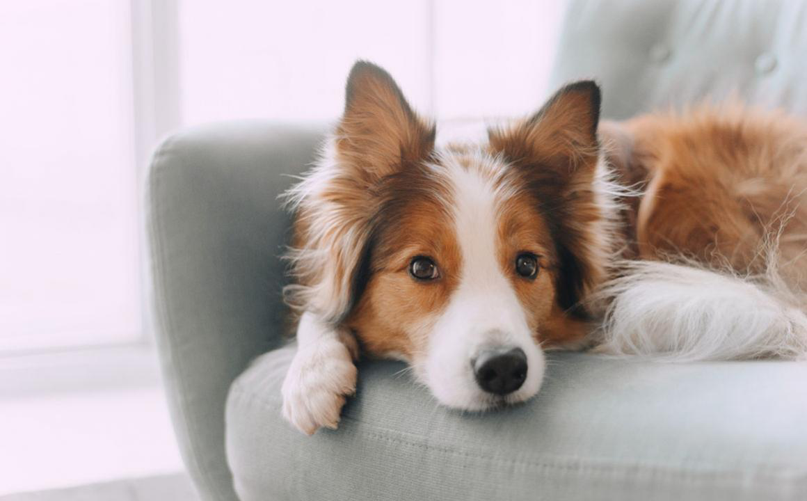 Le ventre de mon chien gargouille, pourquoi?