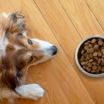 Cibo secco o cibo umido per cani con problemi intestinali?