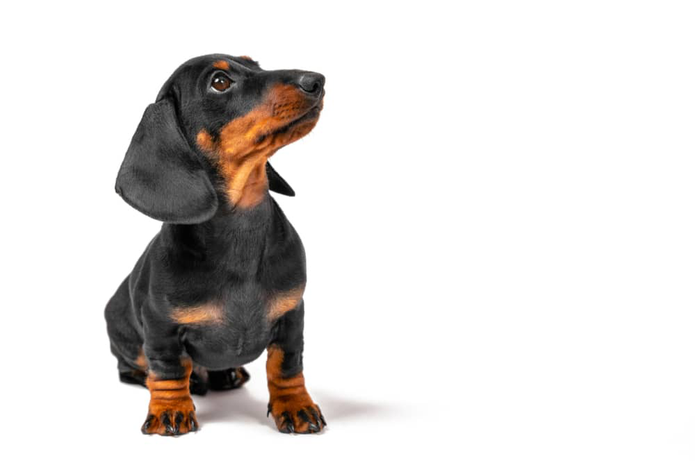 gases-perros-01.jpg