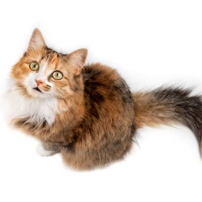 Redenen waarom mijn kat kwijlt