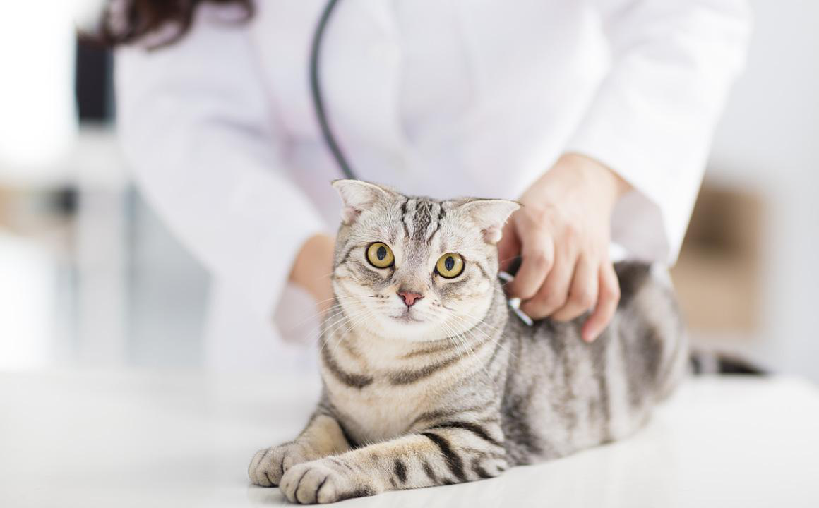 Hernia de gato: Tipos y su gravedad, consejos y cuidados