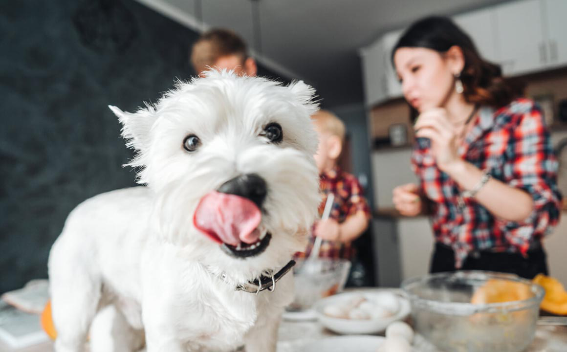 alergia_alimentaria_en_perros_2.jpg