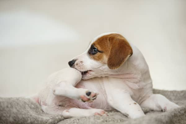 Dermatitis en perros: causas, s&iacute;ntomas y tratamiento eficaz