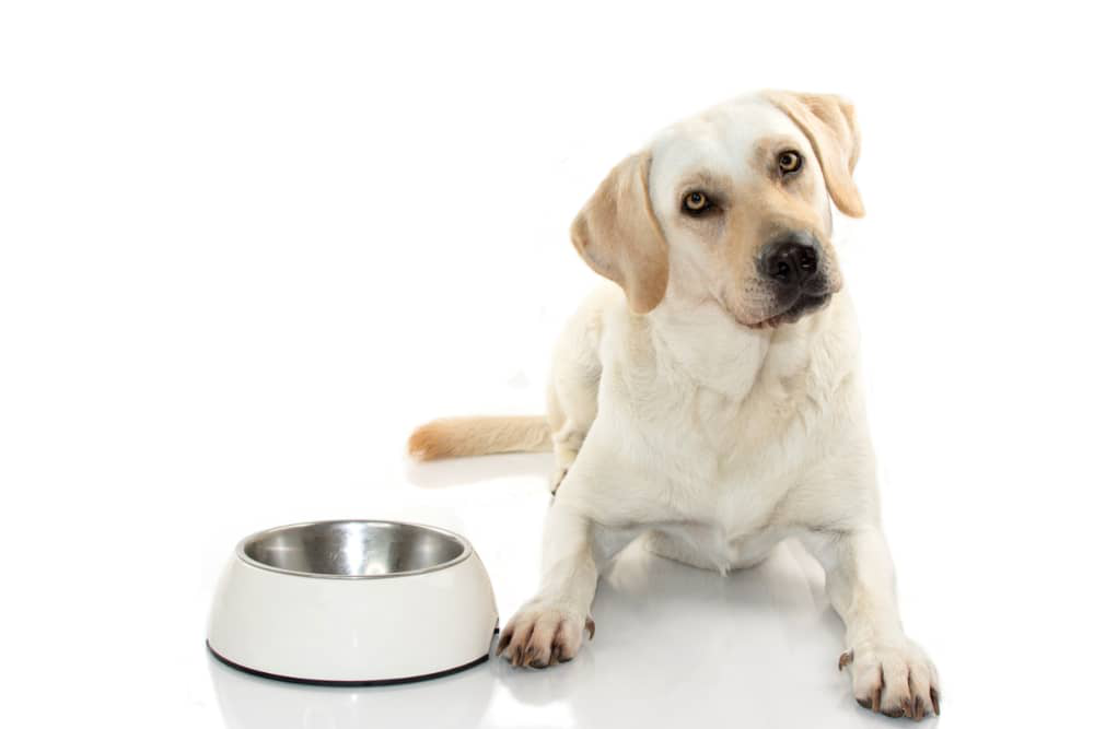 colitis-en-perros-01.jpg