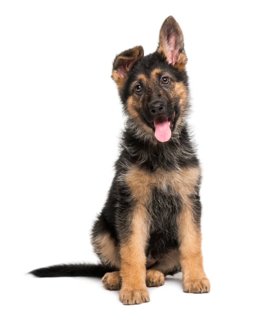 edad-crecen-perros-004.jpg