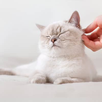 COURBE DE POIDS DU CHAT : COMMENT SAVOIR S&rsquo;IL EST &Agrave; SON POIDS ID&Eacute;AL?
