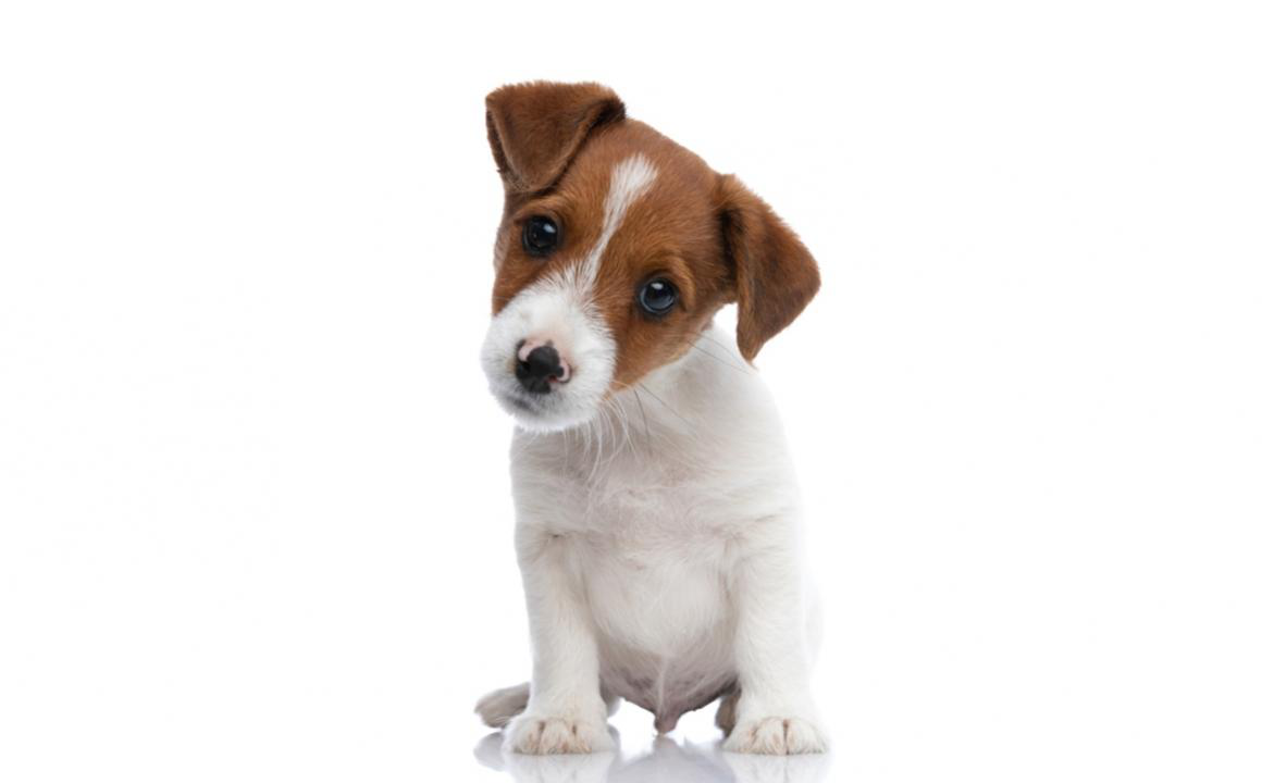Et un de plus : accueillir un chiot &agrave; la maison