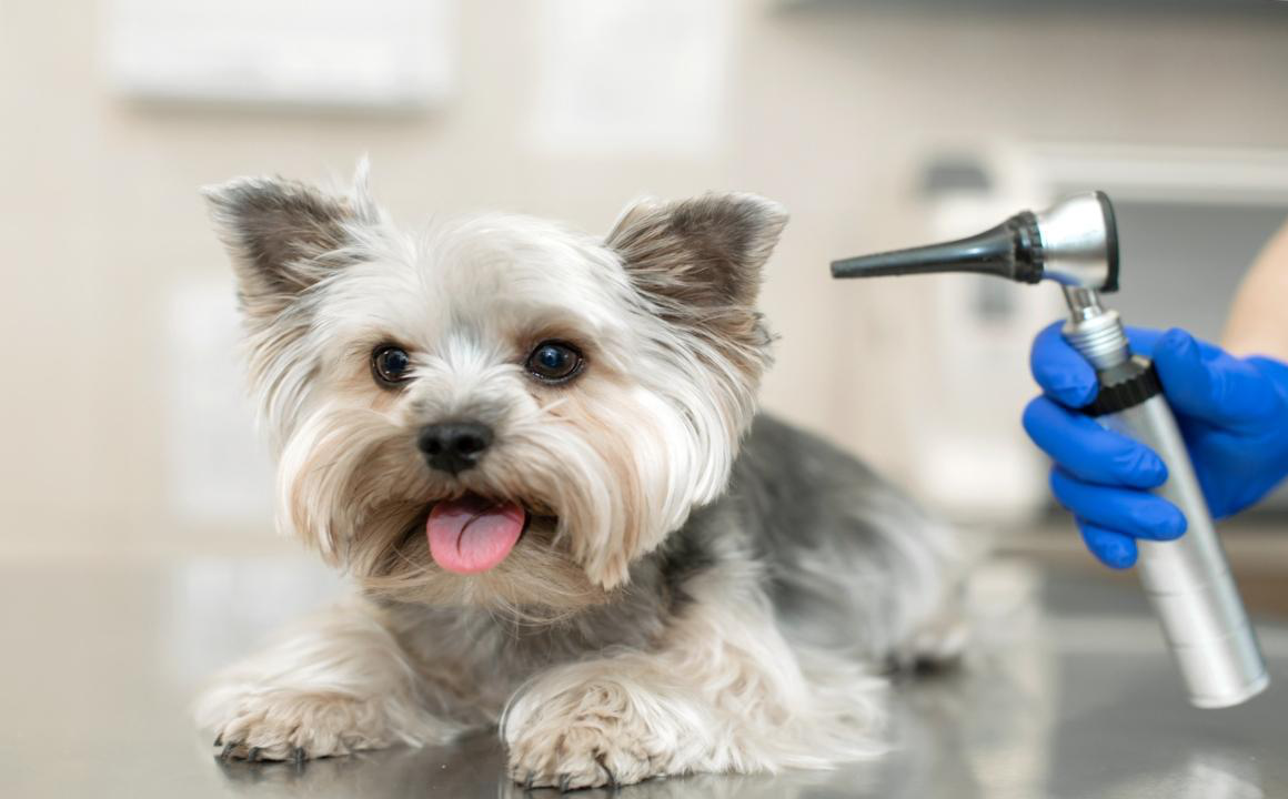 Chien sourd : causes, d&eacute;tection et traitement