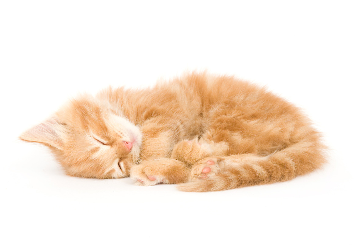 colpo-di-calore-gatto-2_0.jpg