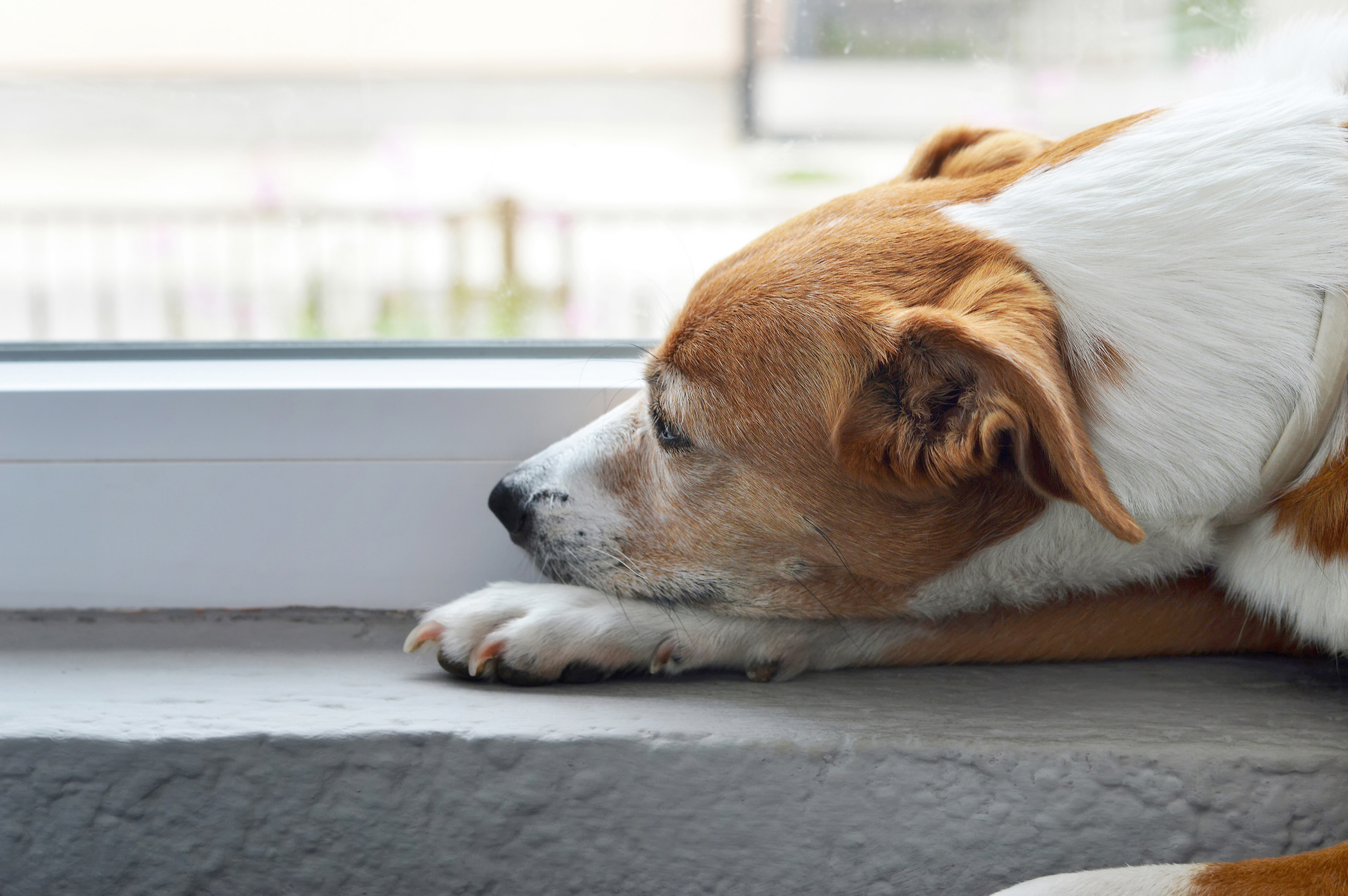 Come lasciare un cucciolo di cane solo in casa?