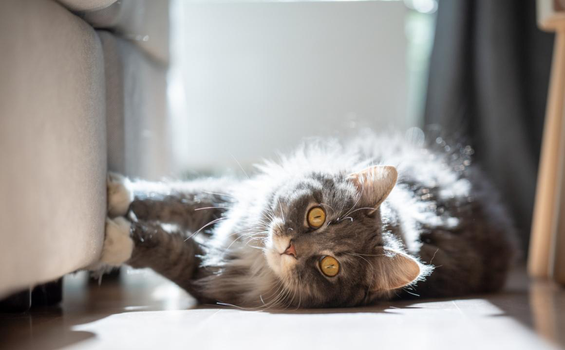 Mon chat a une verrue: Raisons, types et conseils
