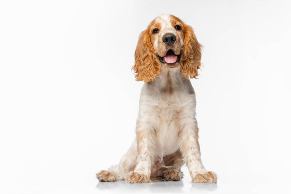 Fibra-perros-002.jpg