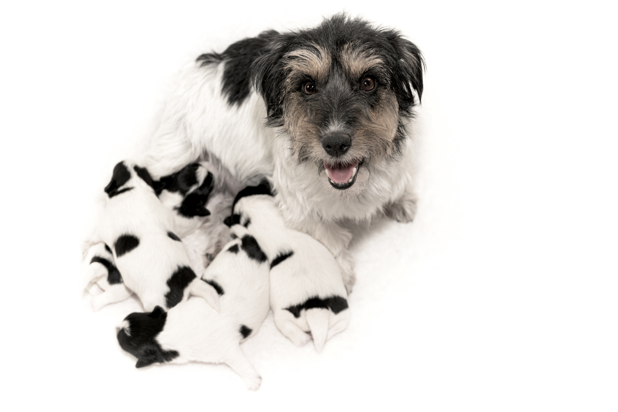 Quante volte deve mangiare un cucciolo di cane
