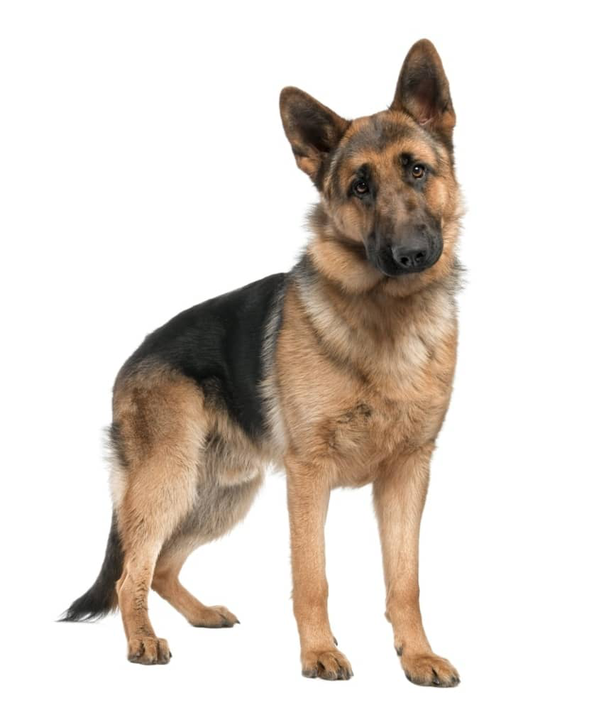 alopecie-chien-003.jpg