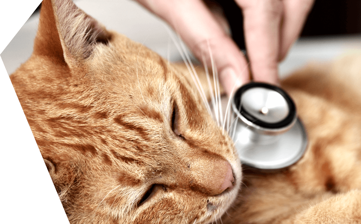 le comuni malattie del gatto