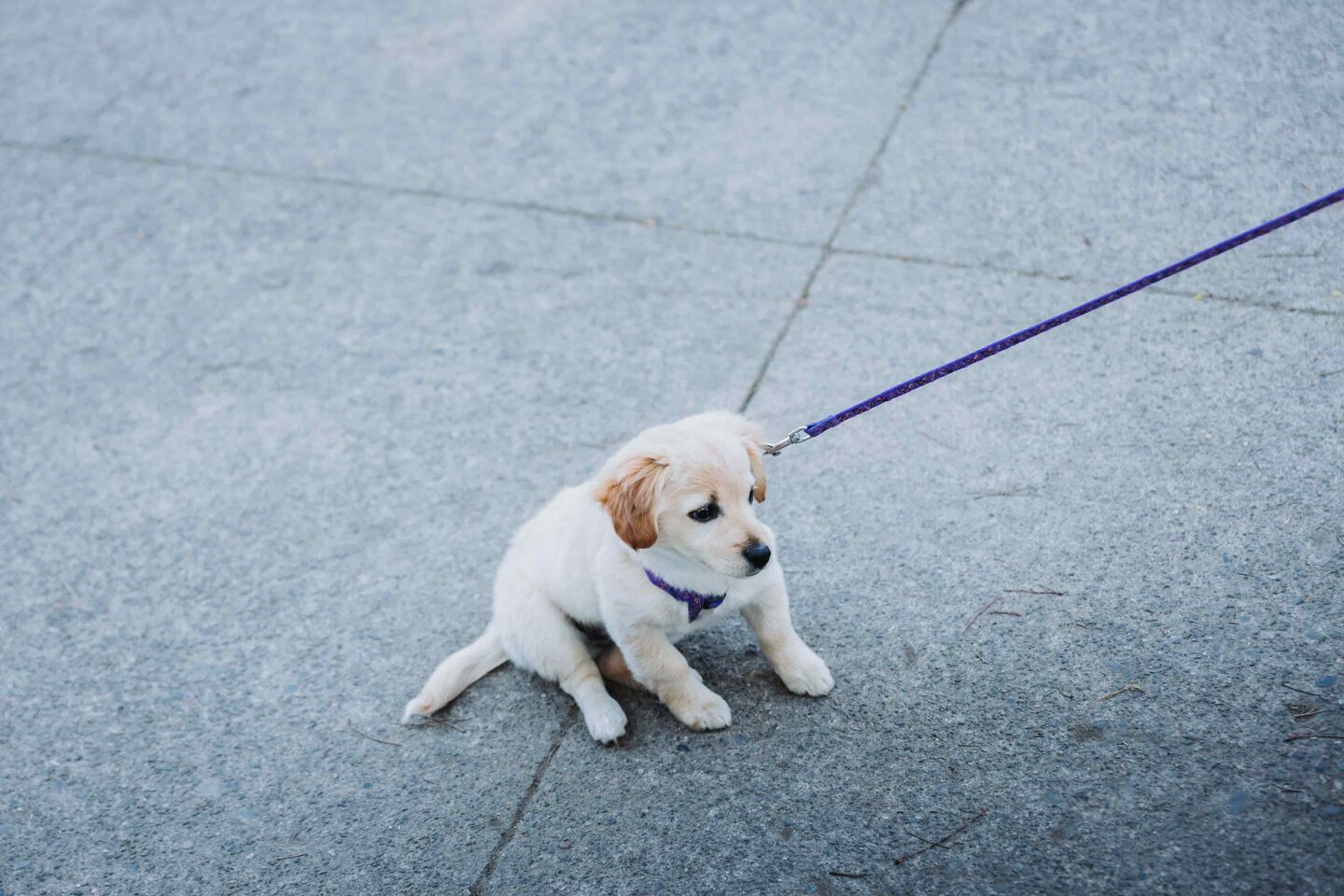 Mi cachorro no quiere pasear