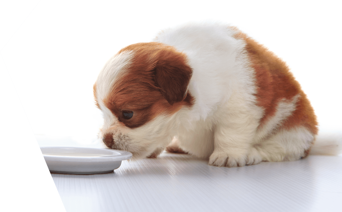 Destetar a un cachorro