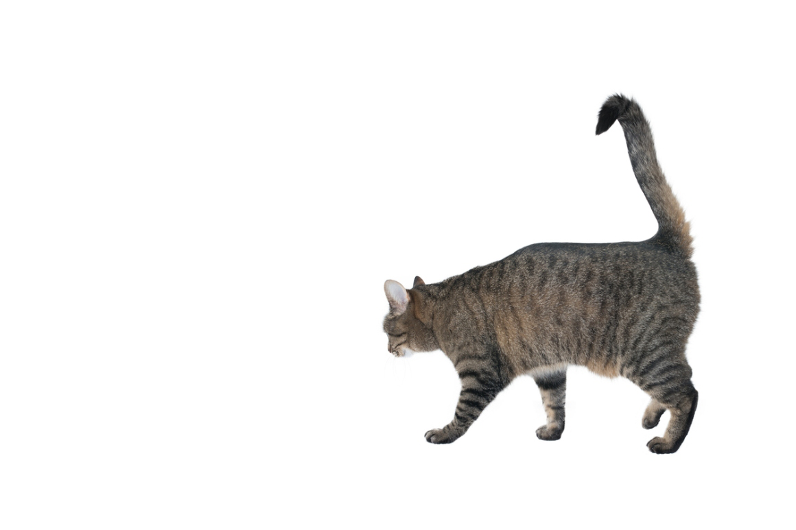 bolsa_primordial_gatos_2.jpg