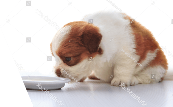 Sevrer un chiot