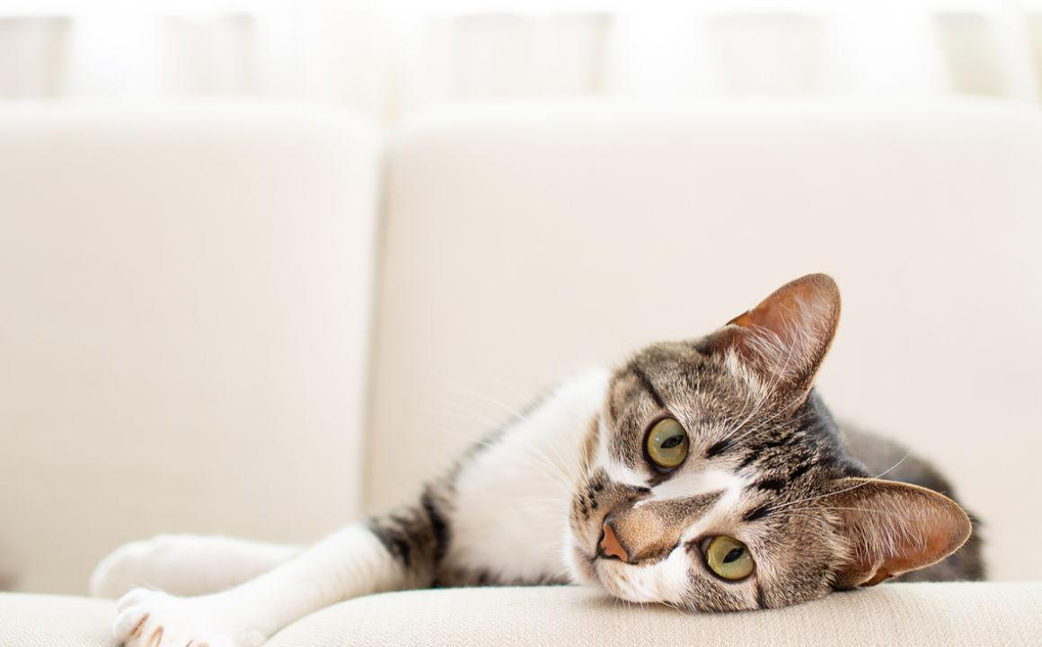 Il mio gatto &egrave; molto magro: cause e consigli