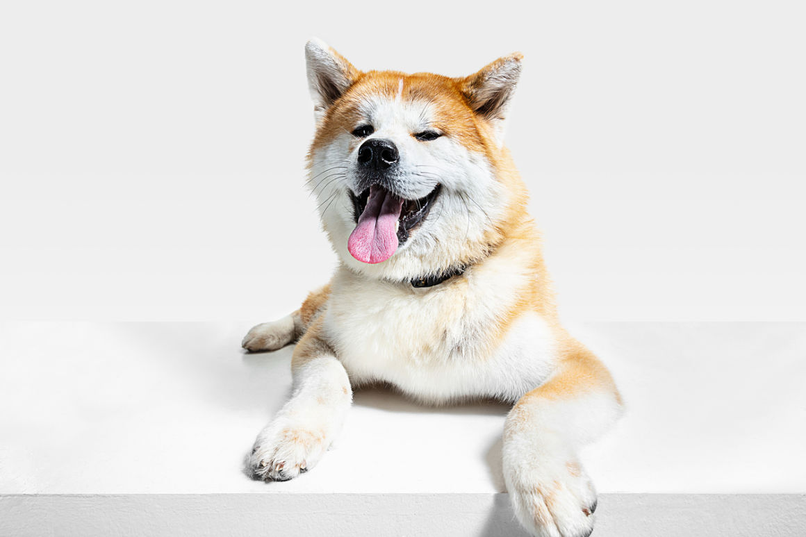 akita-japones-2.jpg