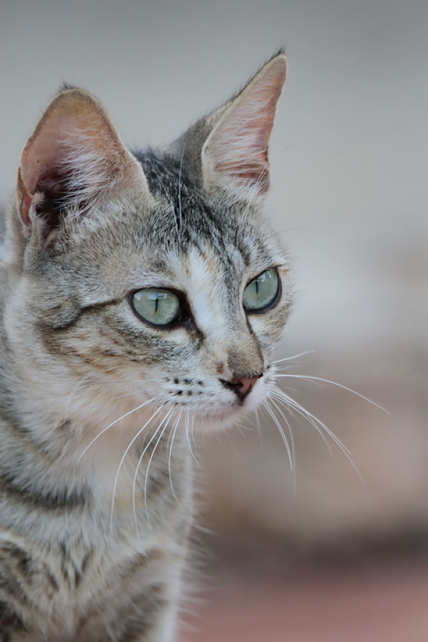 vomissement-chats-2.jpg