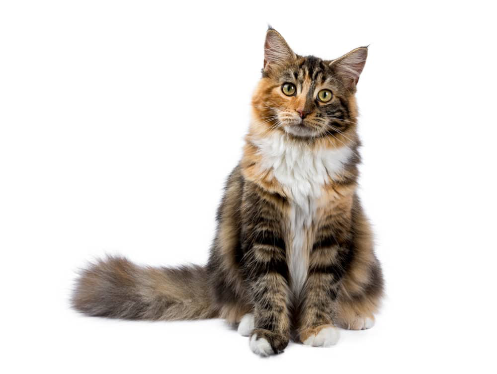 mi-gato-cojea-02.jpg