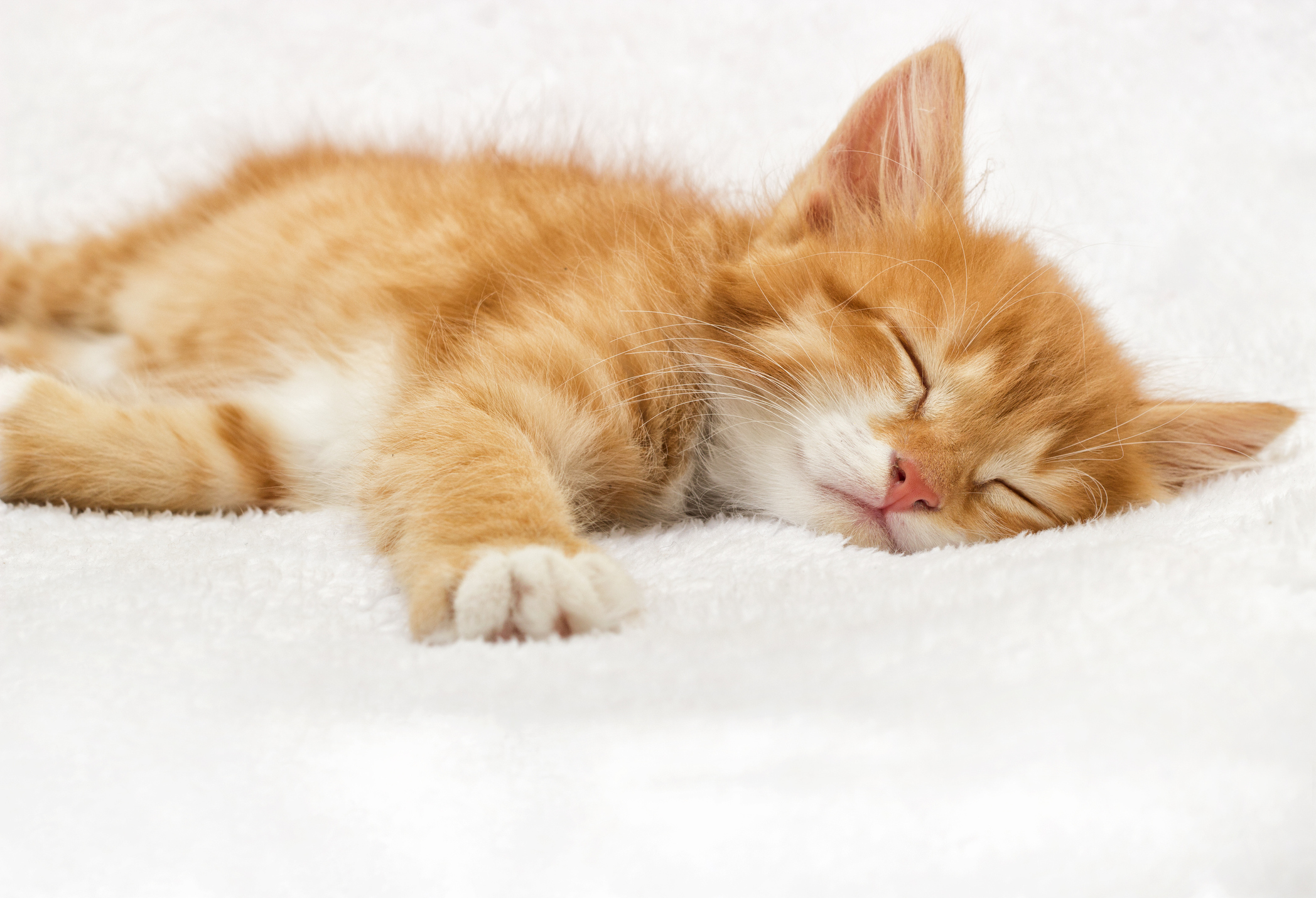 quanto-dormono-i-gattini-1.jpg