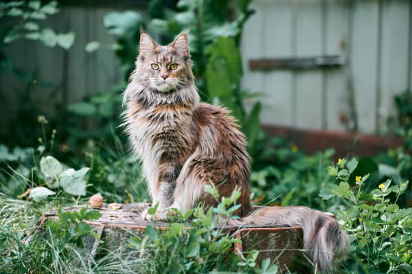 Yeux qui coulent chez les chatons : causes et solutions
