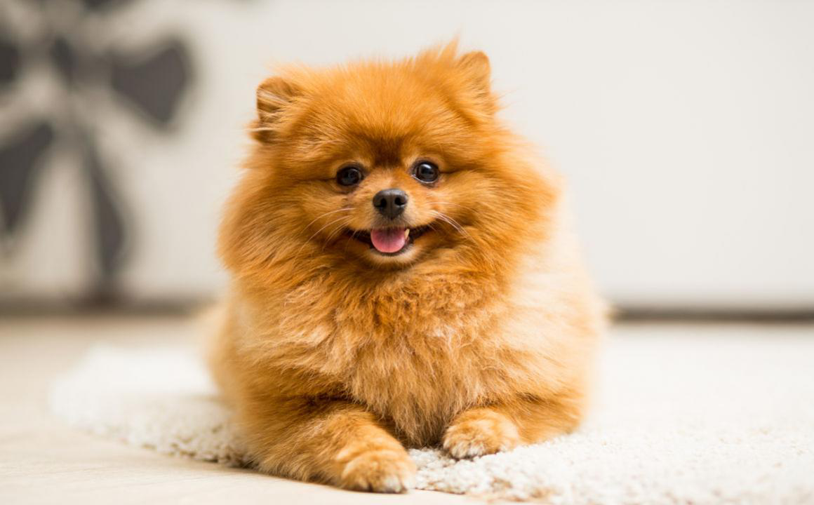 &iquest;C&oacute;mo saber si tiene un colapso traqueal tu perro?