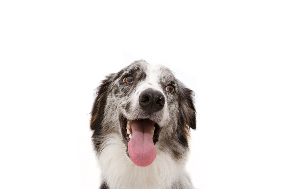 adopcion_de_perros_2.jpg