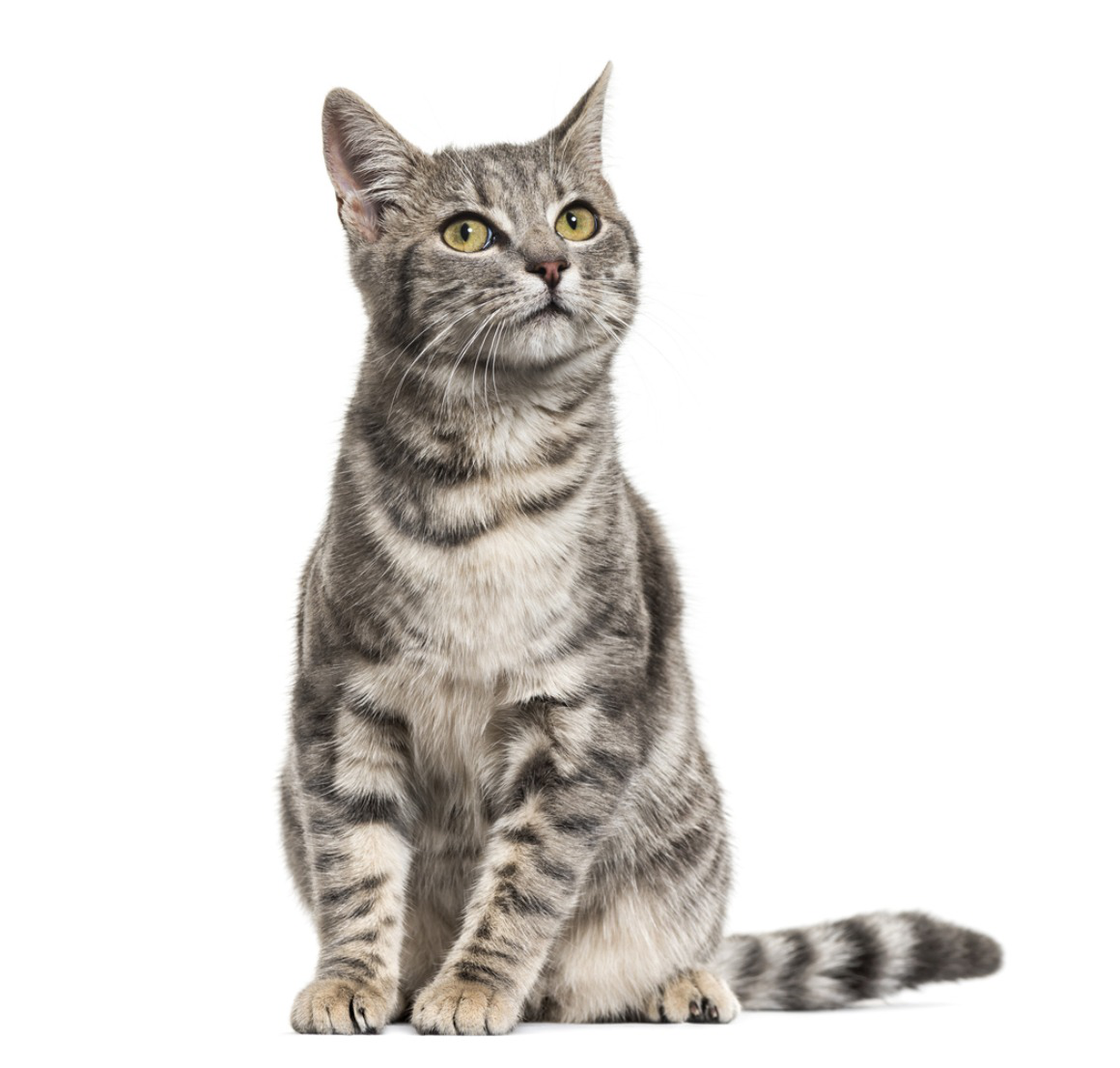 bulto_de_grasa_gato_2.jpg