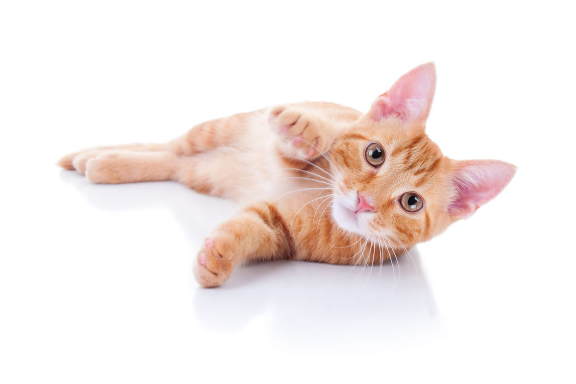 anemie-chez-le-chat-2.jpg