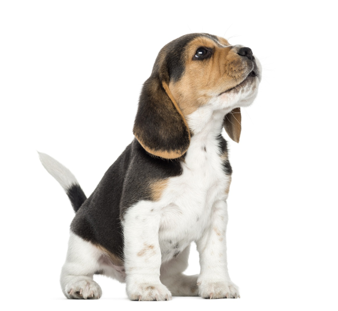 comment-dresser-un-chiot-2.jpg