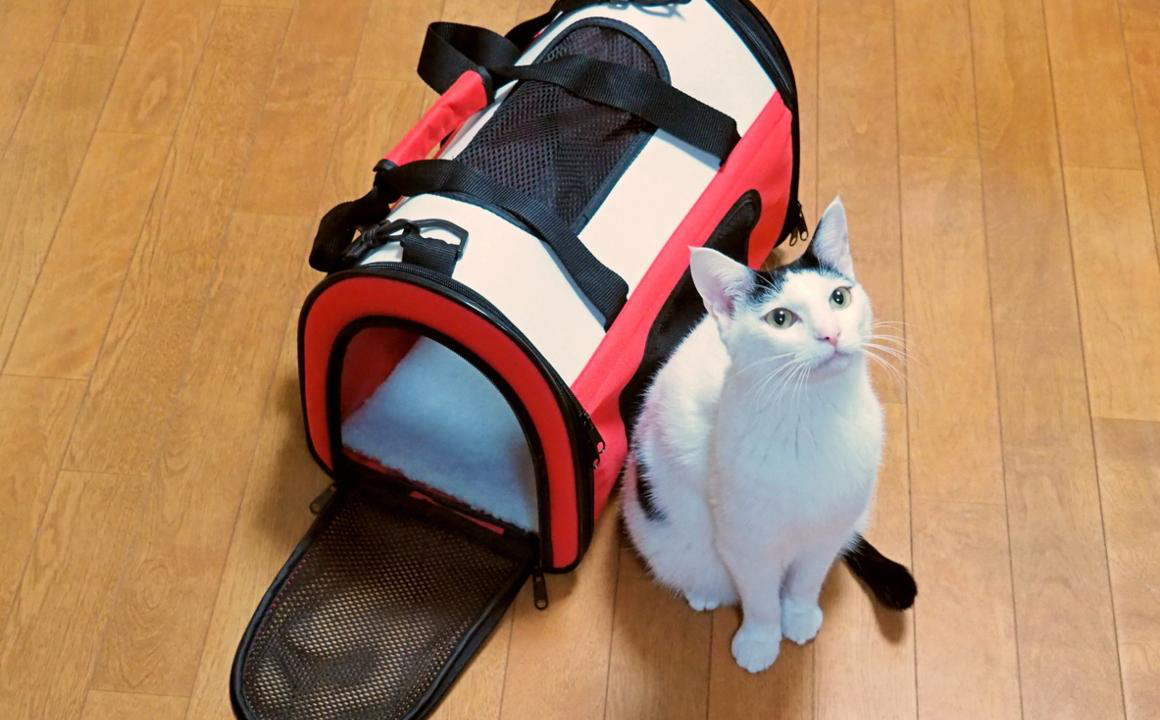 Viajar con gatos en coche: 7 consejos