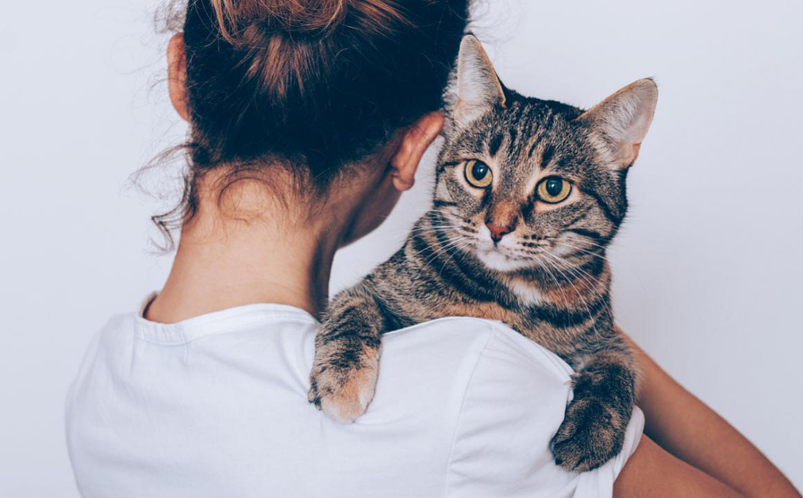 Sintomi, cura e prevenzione dell'influenza felina