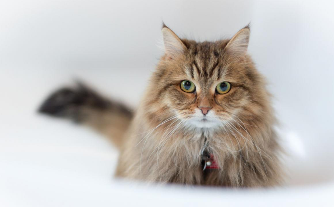 A qu&eacute; se debe la ca&iacute;da de pelo en gatos y c&oacute;mo prevenirla