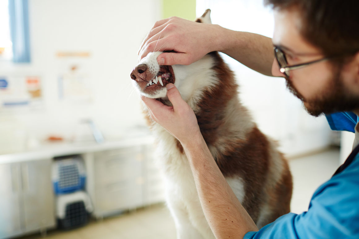 pulire-i-denti-al-cane-2.jpg