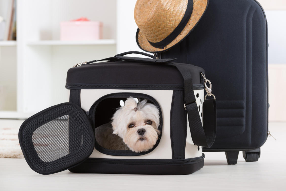vacaciones-con-el-perro-2.jpg
