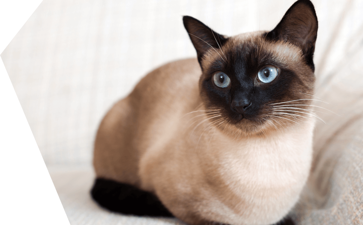 The siamese cat