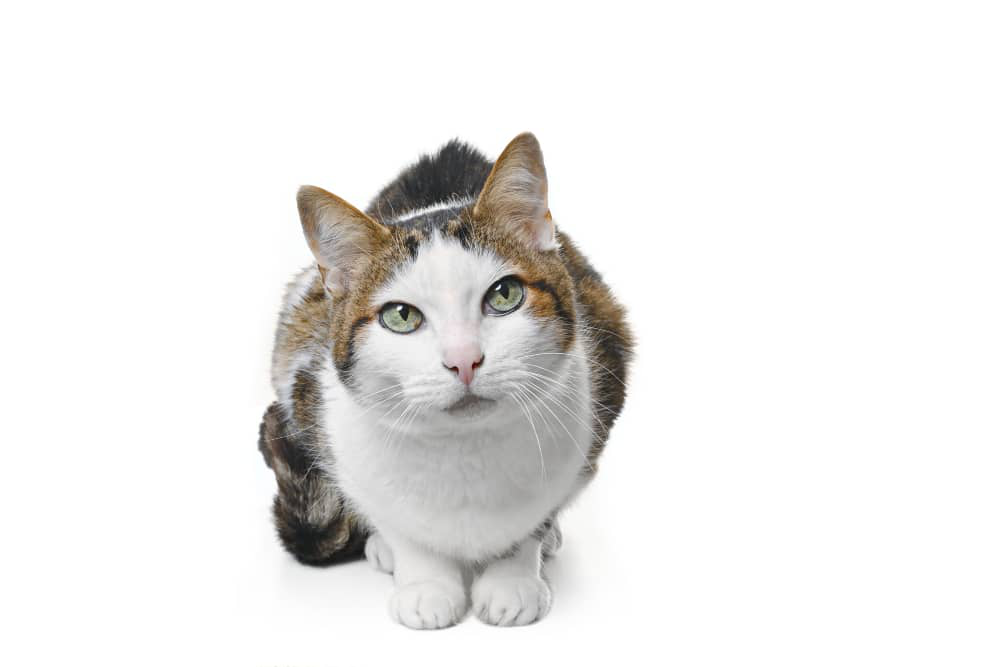gatos-ancianos-delgadez-002.jpg