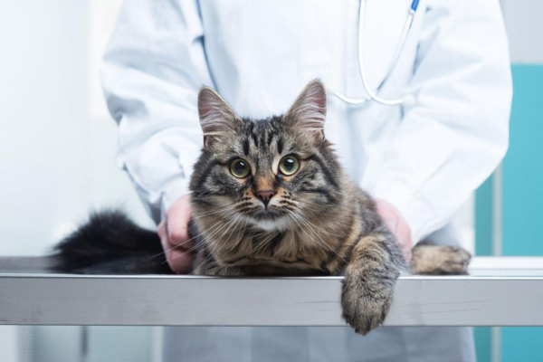 Dermatite chez le chat : causes et traitement